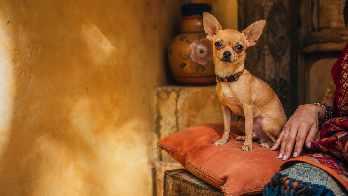Chihuahua : guide complet sur le plus petit chien du monde