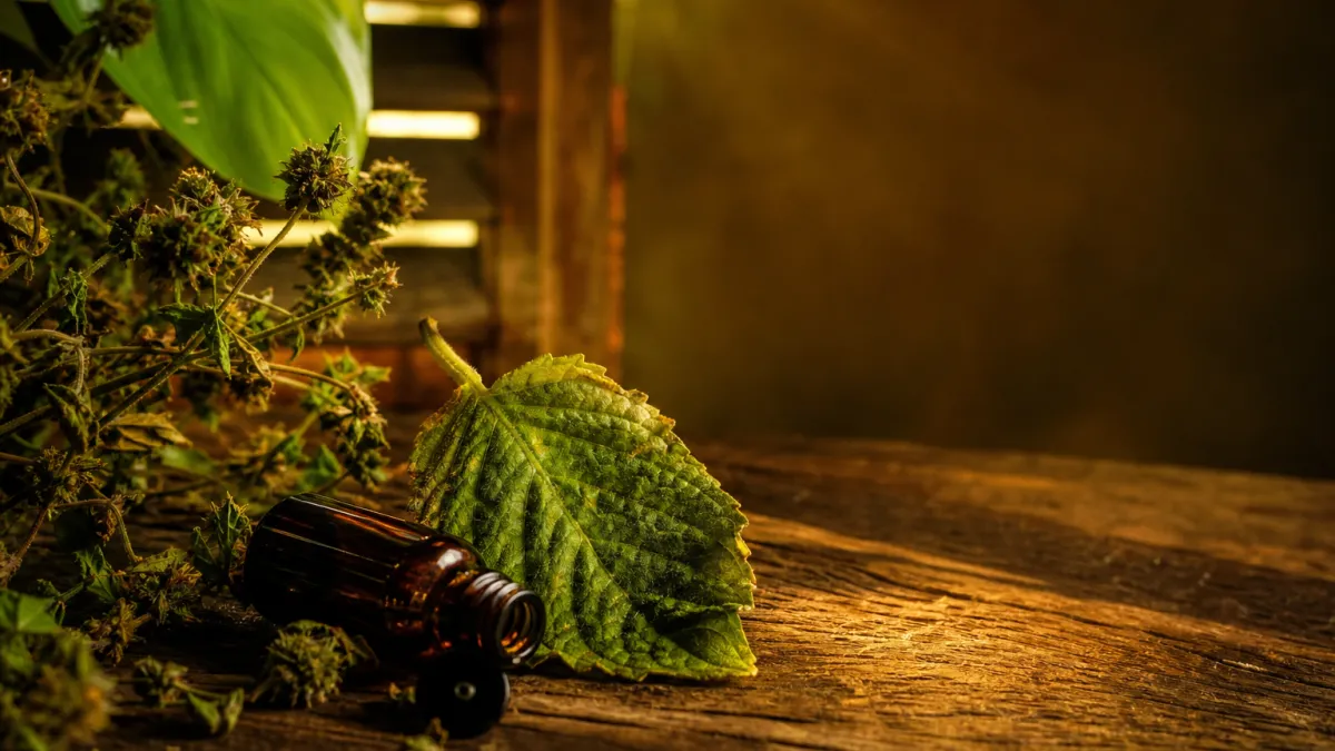 Patchili : bienfaits, culture et secrets de cette plante